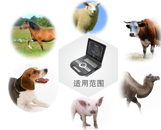 c-3 V-3800彩色多普勒动物超声诊断系统合用领域